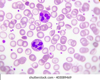 Neutrophil Cell In Blood Smear