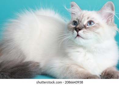 Blue Tabby Point Images Stock Photos Vectors Shutterstock