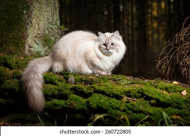 Neva Masquerade Cat In The Forest