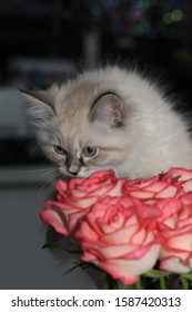 Neva Masquerade Cat, She Is Still Very Small, She Is 3 Months Old. The First Time She Sees Flowers. The Kitten Is Surprised, Interested And Very Carefully Acquainted With The Rose.