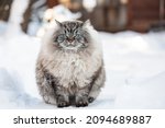 Neva Masquerade Siberian domestic cat sitting in snow during wintertime