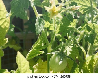 Nevada Container Garden: Tomato Plant In Bloom