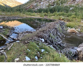 Nevada Ruby Mountains Beaver Dam