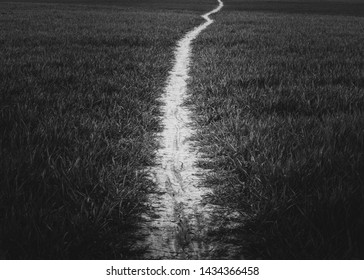 Never ending path though the fields