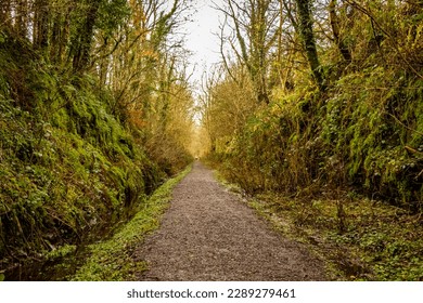 Never ending trail through a broadleaf woodland forest in fall colours, Threave Estate, Dumfries and Galloway, Scotland