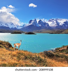 Neverland Patagonia. Emerald Lake Pehoe water on the hill stands a graceful guanaco. Away in the clouds - the cliffs of Los Kuernos