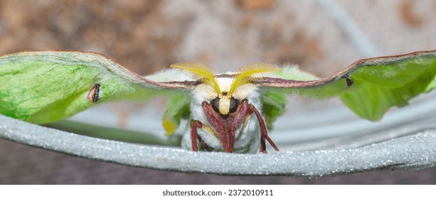 New adult Luna or moon velvet moth - Actias luna - fresh still filling wings full of fluid.  Lime green wing color with red rust orange edge trim and legs.  Fuzzy and furry texture front face view