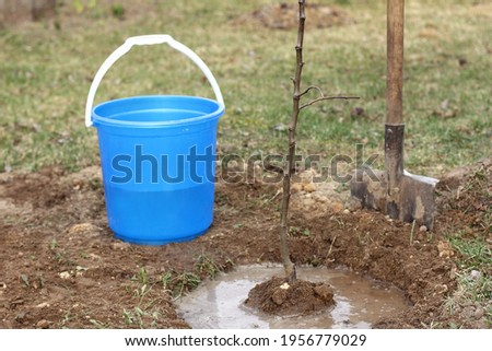 a new apple tree sapling is planted in the garden and watered with water. work on planting a fruit tree is over