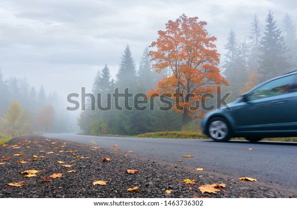 new asphalt road through forest in fog. car\
driving by in to the distance. mysterious autumn scenery in the\
morning. tree in orange foliage, some leaves on the ground. gloomy\
overcast weather.
