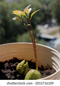 A New Avocado Plant Takes On Life