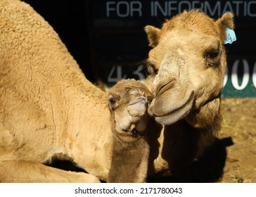 mom and baby camel