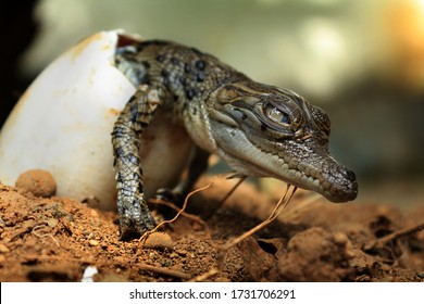 1,157 Lizard hatching Images, Stock Photos & Vectors | Shutterstock