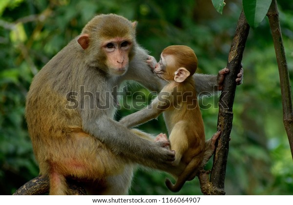 New Baby Monkey Need Love Mother Stock Photo Edit Now