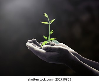 New Begin Concept: Black And White Human Hands Holding Small Tree On Dark Room Background