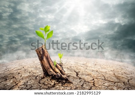 New beginning and the cycle of life concept of hope and recovery as a sapling plant growing from a dead tree as a psychology of a start or young business determination. new business or life metaphor 