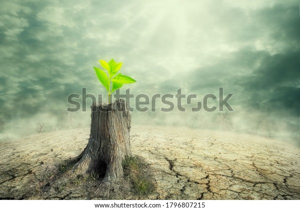 New beginning and the cycle of life concept of hope and\
recovery as a sapling plant growing from a dead tree as a\
psychology of a start or young business determination. new business\
or life metaphor 