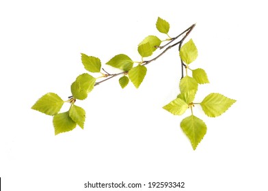 New Birch Tree Foliage On White Background