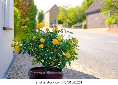 New blooming yellow roses seen out side the front of a white painted cottage. Seen down a deserted village road.