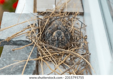 new born baby with black and yellow feathers mourning dove on nest.