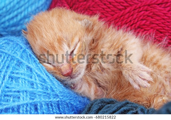 New Born Baby Cat Sleeping Cute Stock Photo Edit Now 680215822