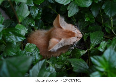 New Born Baby Cat, Still Without Eyes, Left Inside Flower Shrubs