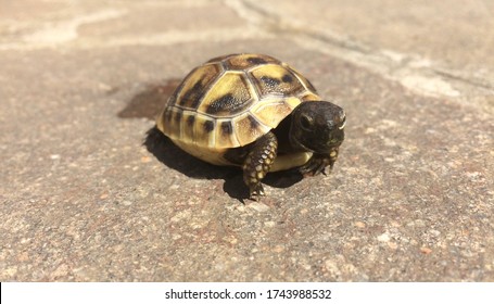New Born Baby Cute Turtle