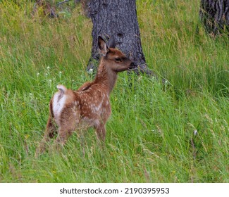 New Born Baby Elk Close-up Profile View Exploring In The Forest With Foliage And Tree Background In Its Environment And Habitat Surrounding.