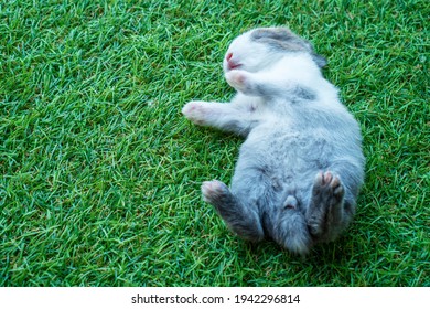 New Born Baby Rabbit Bunny Sleeping On The Green Grass. Tiny Fluffy Grey And White Baby Animal Resting On Natural Field Grass. Easter Concept.