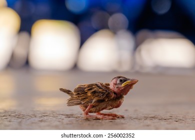 New Born Baby Sparrow Bird Fell From The Nest Alone. Struggling To Survive.