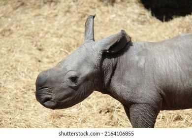 New Born Baby White Rhino