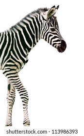 Baby Zebra Images Stock Photos Vectors Shutterstock