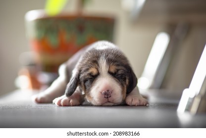 New Born Beagle Puppy