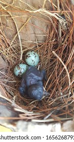 New Born Bird Baby And Some Eggs Waiting Parent Come Back To Feed Them.