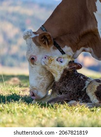 New born calf, trying to standing up, while the mother cow lickes the baby dry in a beautiful autumn scenery.
