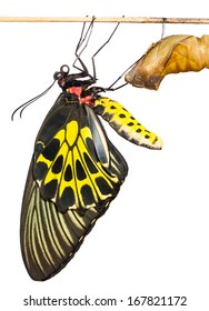 New Born Common Birdwing Butterfly Emerge From Cocoon In White Background