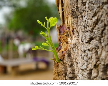 New Born Drumstick Or Moringa On Blur Tree Bark. New Life Is Emerging On An Old Drumstick Or Moringa Tree Stump.