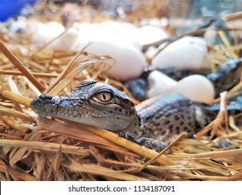The new born freshwater crocodile or crocodile baby are poke their head out of the egg in hatchery. The Johnstone’s crocodile (Crocodylus johnstoni) lives in inland creeks, rivers, lakes and swamps.
