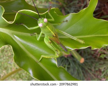 New Born Grasshopper, Still Without Wings