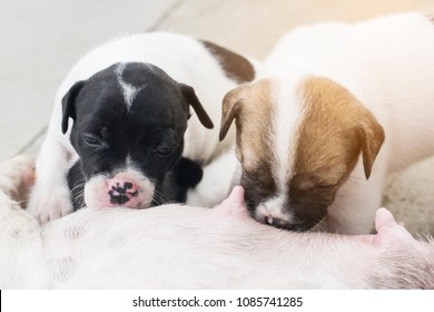 New Born Half French Bulldog Baby Puppy Dog Eat Suck Milk From Mom Breast Feed Pet And Animal Concept With Copy Space