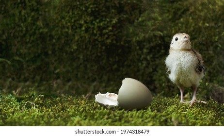 New Born Hatched Pheasant Chick