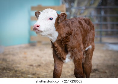 New born Hereford beef calf