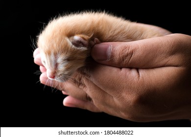 New Born Kitten Sleeping On Hand With Black Background. Dark Moody Theme