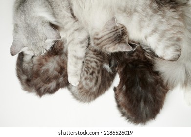 New Born Kitty Eat Milk From Cat Brest Isolated On Studio Background