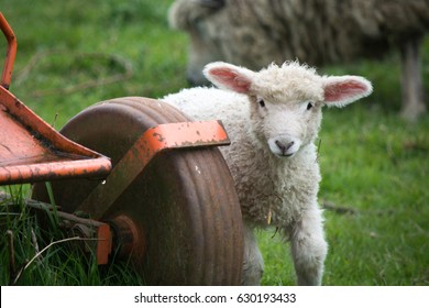 A New Born Lamb Investigates Some Farm Machinery 