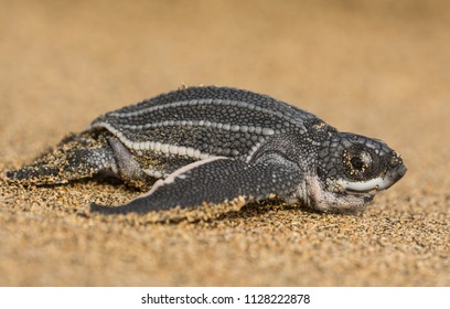 New Born LeatherBack Sea Turtle