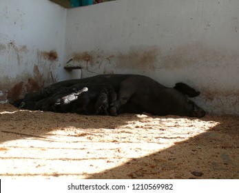 New Born Little Creole Cuban Pigs And Mother