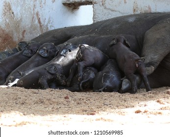 New Born Little Creole Cuban Pigs And Mother