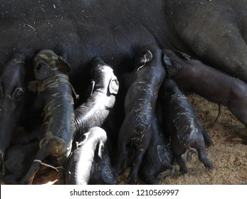 New Born Little Creole Cuban Pigs And Mother