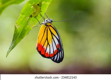 New Born The Painted Jezebel Butterfly