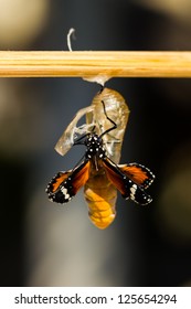 New Born Plain Tiger Butterfly Emerge From Pupa